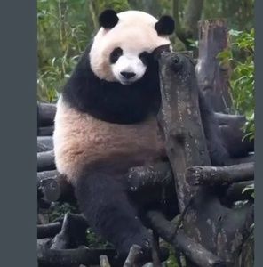 Meet your Posher, Datso